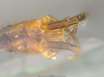 Media type: image;   Entomology 11241 Aspect: genitalia